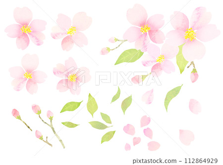 櫻花的插圖畫水彩。水彩紋理。 櫻花的插圖畫水彩。水彩紋理。 112864929