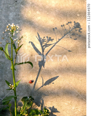 ladybug and grass shade 112864970