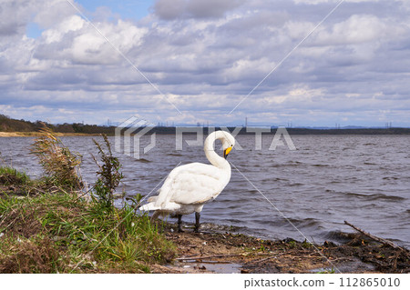 Swans at Lake Utonai, Hokkaido Swans at Lake Utonai, Hokkaido 112865010