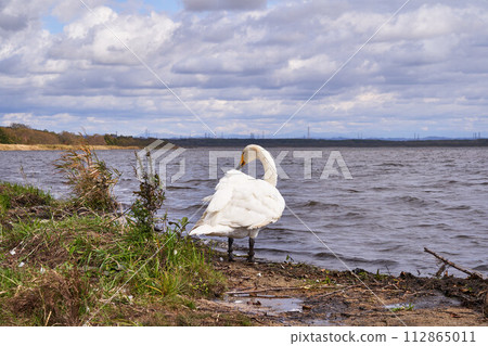Swans at Lake Utonai, Hokkaido Swans at Lake Utonai, Hokkaido 112865011
