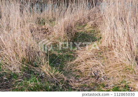 Marshy area with dry yellow reeds and grass, young green Marshy area with dry yellow reeds and grass, young green 112865030