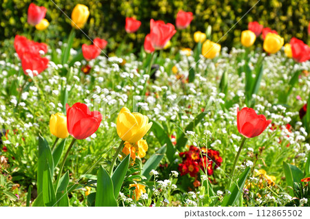 Paris, France. Tulips blooming in the park. Photographed on March 26, 2022. 112865502