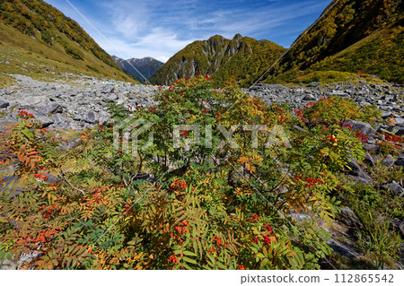 北阿爾卑斯山、唐澤、屏風頭、大天陽山山脊線的紅葉 112865542