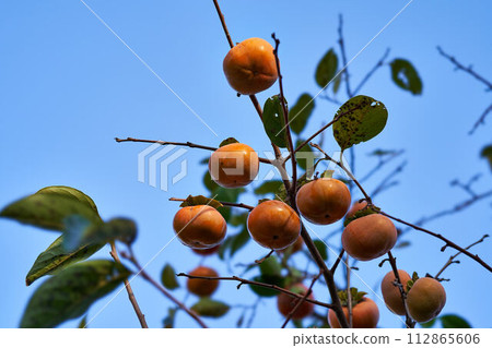 Persimmons from Kawasaki City, Kanagawa Prefecture 112865606