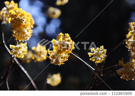 清晨陽光下的三俁 清晨陽光下的三俁 112865809