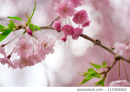 [Nara Prefecture] Close-up of weeping cherry blossoms in full bloom in Takami no Sato in April 112866062