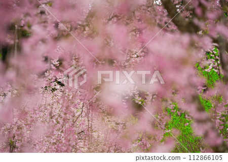 [Nara Prefecture] Close-up of weeping cherry blossoms in full bloom in Takami no Sato in April 112866105