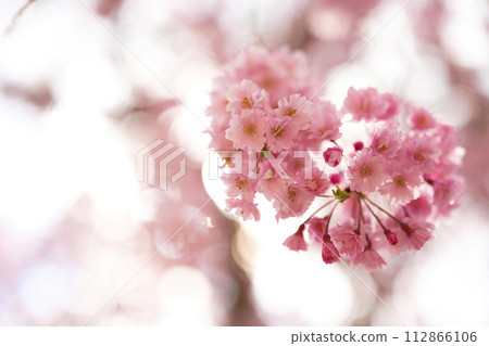 [Nara Prefecture] Close-up of weeping cherry blossoms in full bloom in Takami no Sato in April 112866106