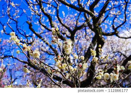 Red and white plum blossoms in Yaho Tenmangu plum grove against the blue sky (Kunitachi City, Tokyo) 112866177