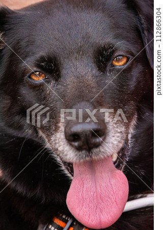 Face of a tired black dog in Italy 112866304