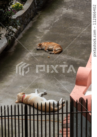 Two Italian dogs laying lazy in the courtyard in the Amalfi coast 112866402