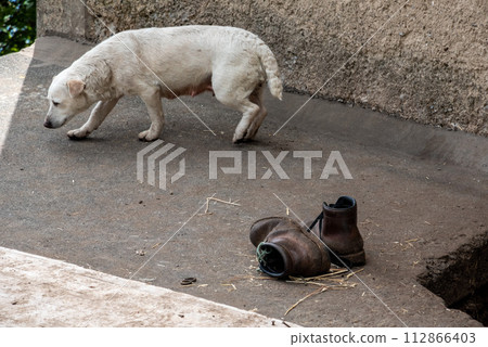An old dog and two old leather shoes An old dog and two old leather shoes 112866403