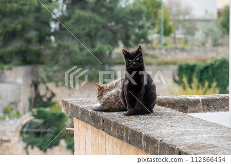 Two cats laying lazy on a balcony in Gravina Two cats laying lazy on a balcony in Gravina 112866454