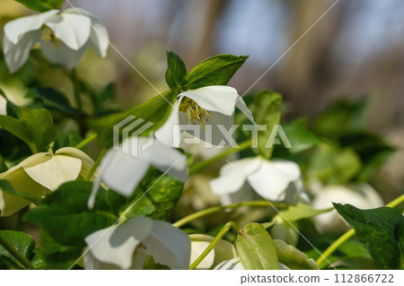 Christmas rose 112866722