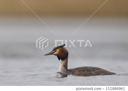 Great Crested Grebe Great Crested Grebe 112866961