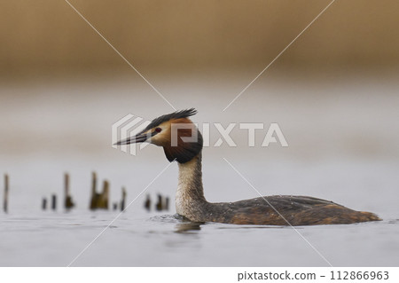 Great Crested Grebe 112866963