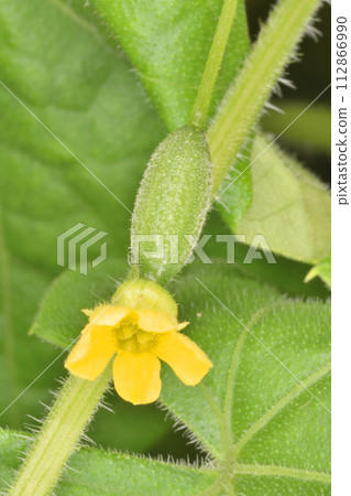 Micro cucumbers from the farm in the sky 112866990