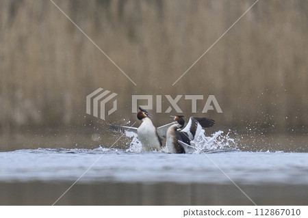Great Crested Grebes fighting Great Crested Grebes fighting 112867010