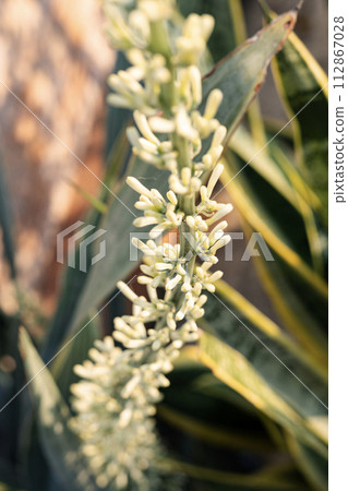 Sansevieria Snake Plant pot with sprouting White Flower. Flower stalks from ornamental plants. Sansevieria Snake Plant pot with sprouting White Flower. Flower stalks from ornamental plants. 112867028