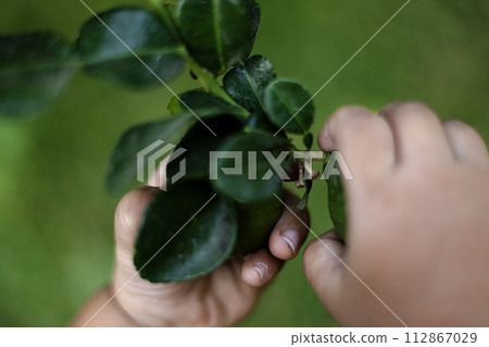 Close Up Of Hand Reaching To Pick Fruit From Tree. Picking lemons from a lemon tree. Close Up Of Hand Reaching To Pick Fruit From Tree. Picking lemons from a lemon tree. 112867029