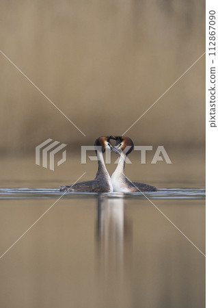Great Crested Grebe courting 112867090