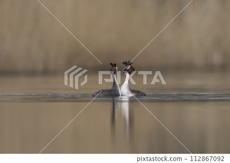 Great Crested Grebe courting 112867092
