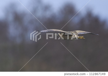 Bittern landing in a reedbed Bittern landing in a reedbed 112867149