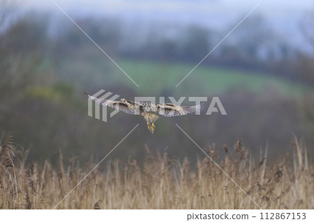 Bittern landing in a reedbed Bittern landing in a reedbed 112867153
