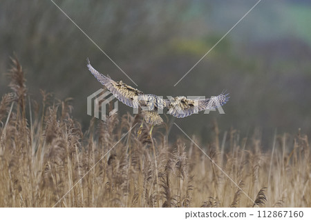 Bittern landing in a reedbed Bittern landing in a reedbed 112867160