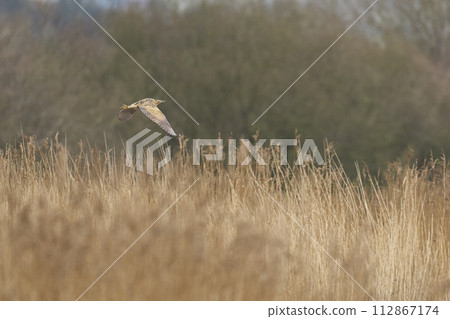 Bittern flying over a reedbed Bittern flying over a reedbed 112867174