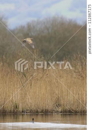 Bittern flying over a reedbed 112867175