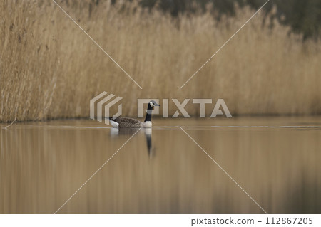 Canada Goose Canada Goose 112867205