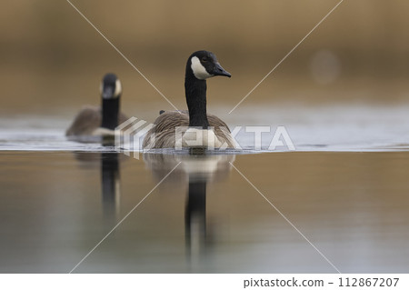 Canada Goose 112867207