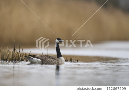 Canada Goose 112867209