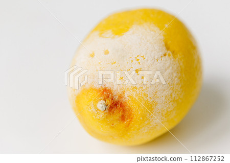 Rotten lemons. Mold lemon on white 112867252