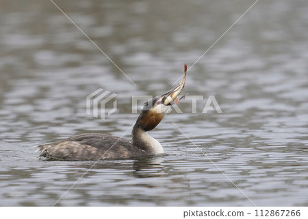 Great Crested Grebe fishing Great Crested Grebe fishing 112867266