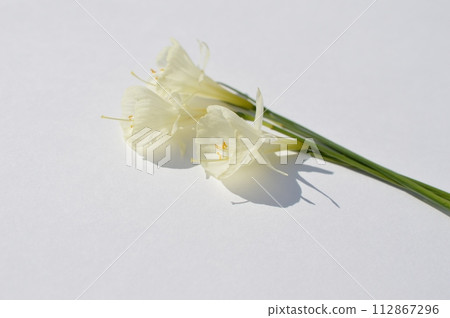 Cream-colored native daffodil flowers on a white background Cream-colored native daffodil flowers on a white background 112867296