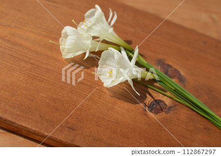 Cream-colored native daffodil flowers Cream-colored native daffodil flowers 112867297