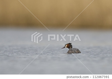 Great Crested Grebe 112867391