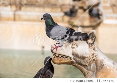 Doves sitting on the Gaia Fountain at the Piazza del Campo in Siena Doves sitting on the Gaia Fountain at the Piazza del Campo in Siena 112867470