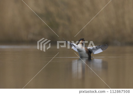 Great Crested Grebe falling wings Great Crested Grebe falling wings 112867508
