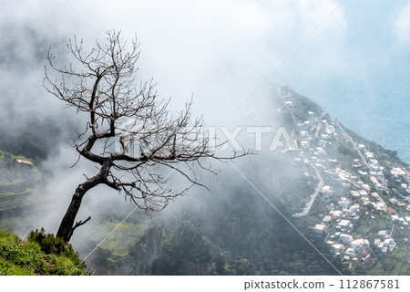 A dead tree at the cliff of the Amalfi coast in Italy A dead tree at the cliff of the Amalfi coast in Italy 112867581