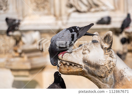 Doves sitting on the Gaia Fountain at the Piazza del Campo in Siena 112867671