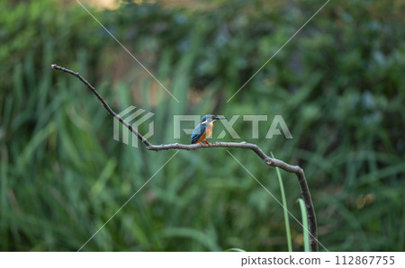翠鳥瞄準獵物 112867755