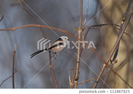 跳躍的條紋長尾蛾 112867825