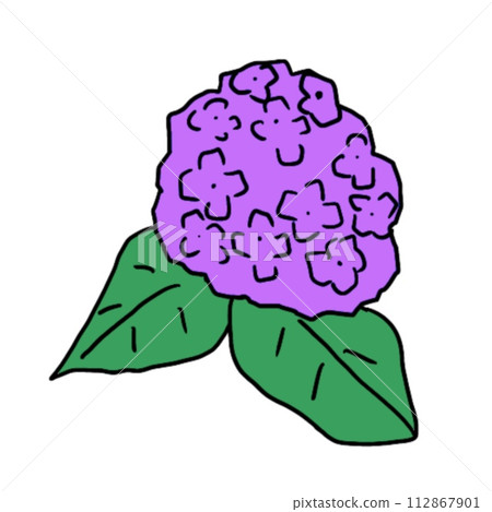 Illustration of pale red-purple hydrangea 112867901