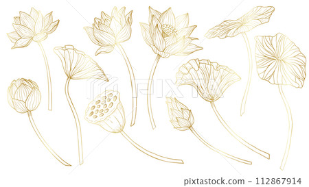 Lotus vector set. Linear drawing with flowers and leaves in golden colors. Engraved illustration of water lily in outline style for spa or Zen design. Monochrome etching for icon or logo. 112867914