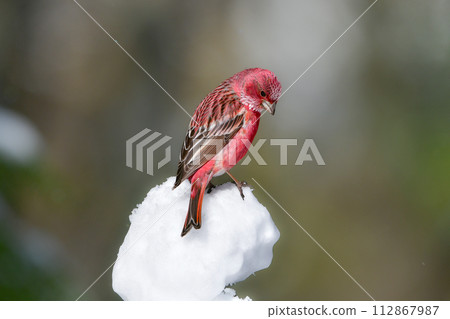 A beautiful wine red and white winter bird from the north that can be seen on snowy mountains in winter. 112867987