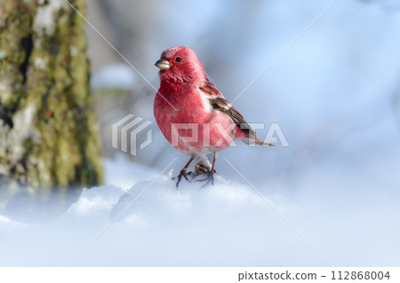 A beautiful wine red and white winter bird from the north that can be seen on snowy mountains in winter. A beautiful wine red and white winter bird from the north that can be seen on snowy mountains in winter. 112868004
