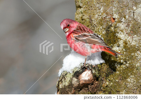 A beautiful wine red and white winter bird from the north that can be seen on snowy mountains in winter. 112868006